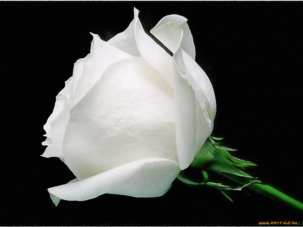 aleksandre, , , , , 